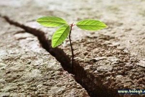 brotes verdes fritos Axel Kicillof