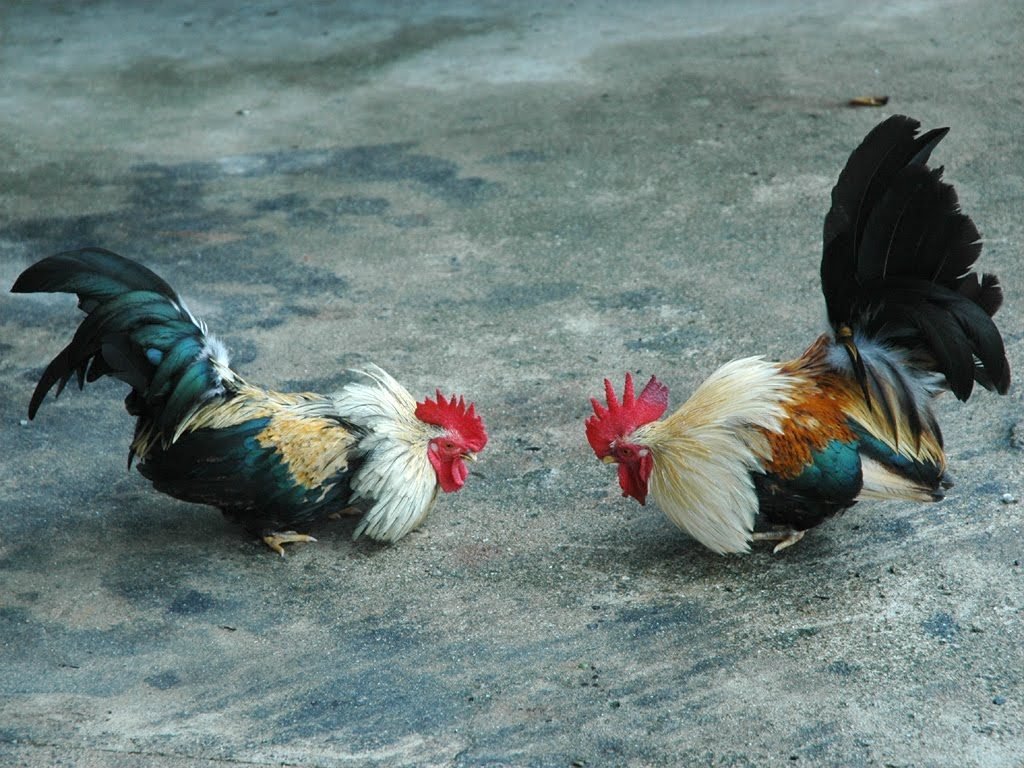Un gallo para Esculapio