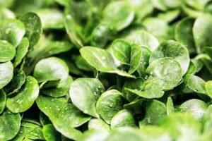 imagen Plantas Comestibles de Crecimiento Rápido