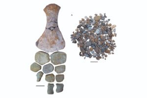 imagen Elasmosaurio en Chubut