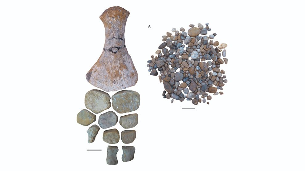 imagen Elasmosaurio en Chubut