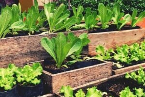 imagen Huerta en Casa