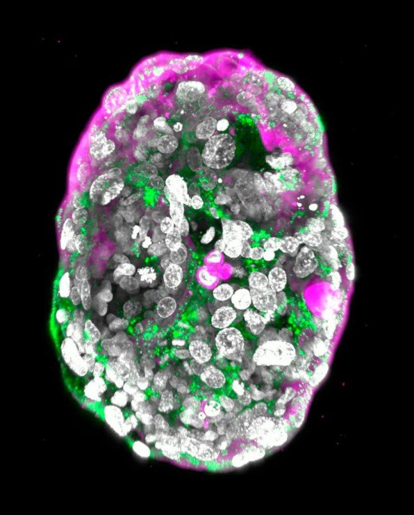  Foto: Instituto Weizmann de Ciencias.