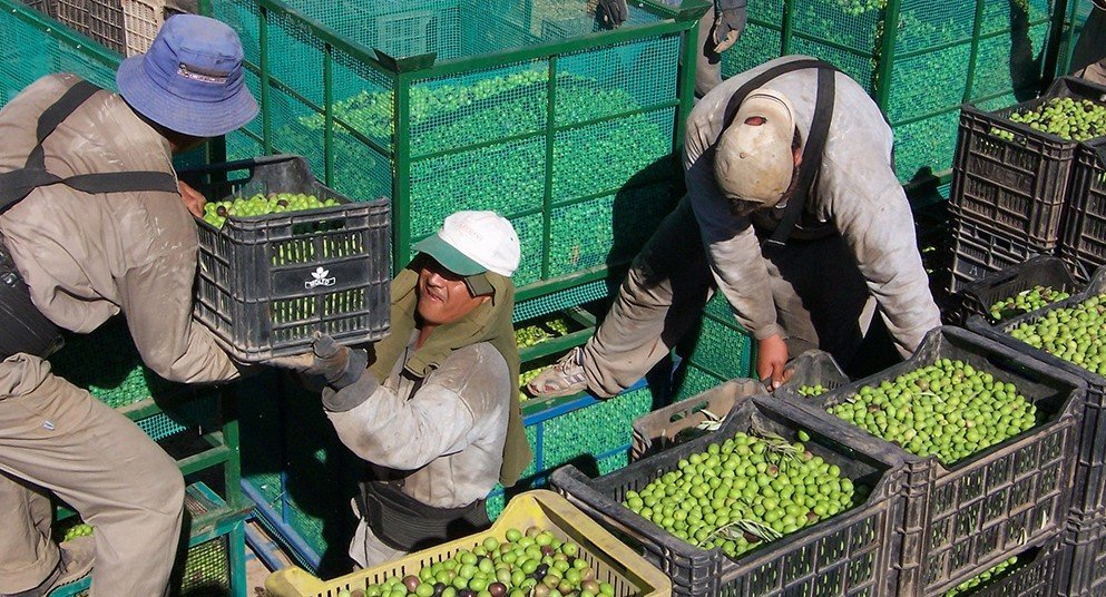 image produccion de oliva