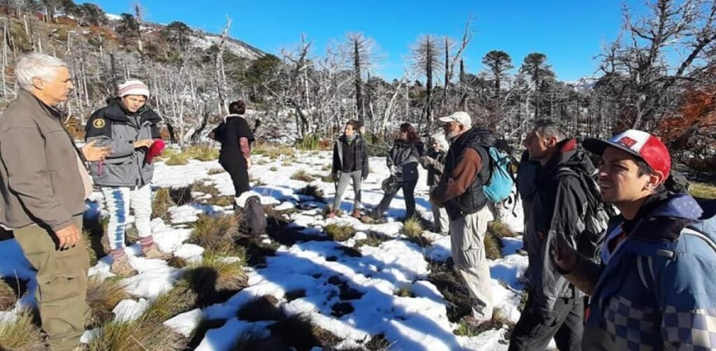 imagen Reforestación de Araucarias